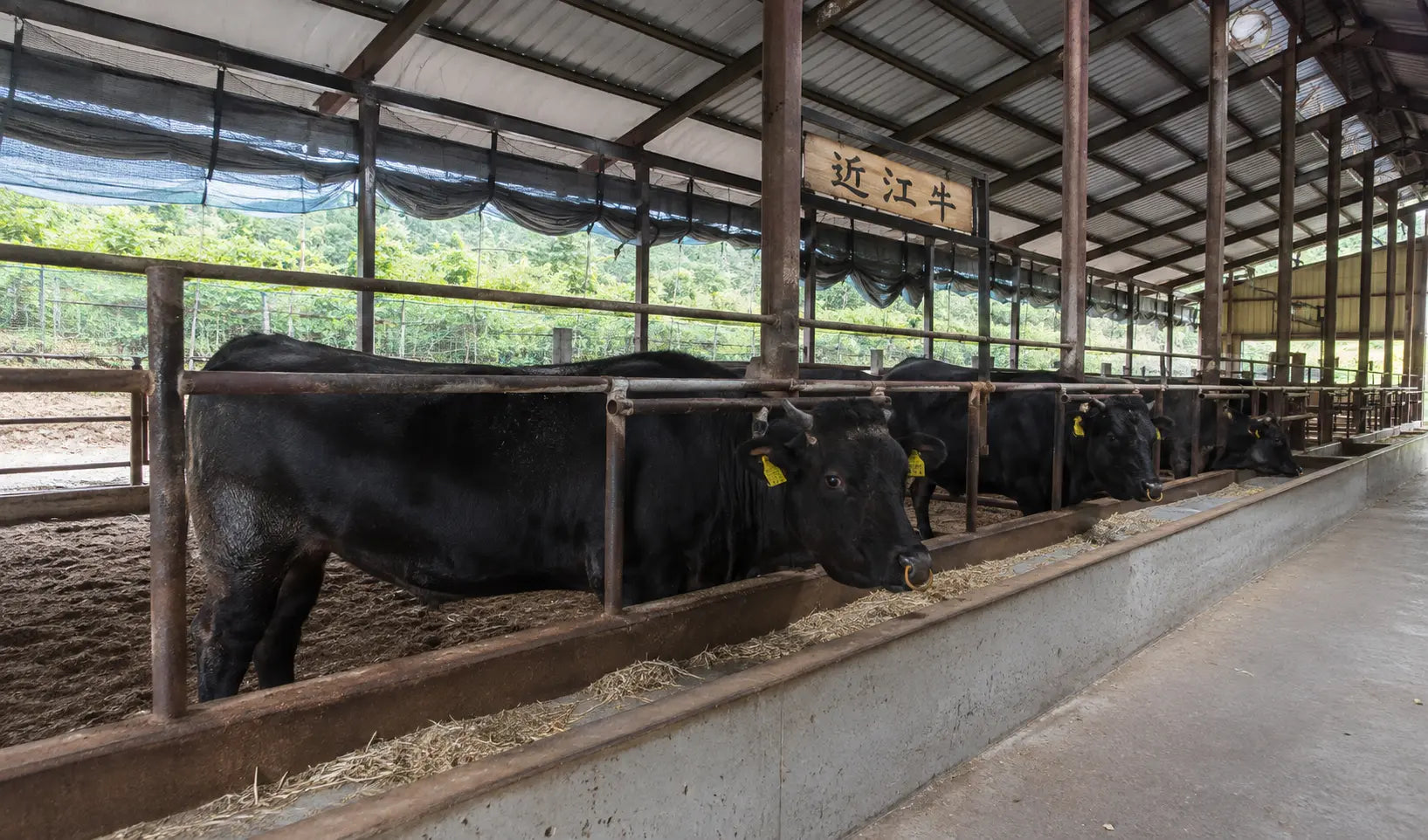 What is A5 Omi Wagyu Beef?
